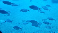 Fische